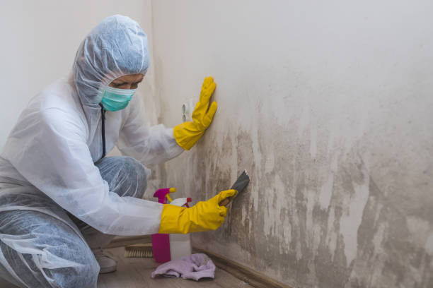 Best White Mold Remediation in Hershey, PA